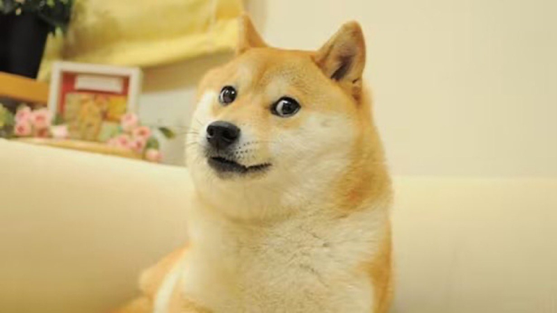 Zemřel slavný pes „Doge“